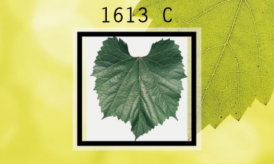 1613-C Deli Asma (Omca) Fidanı
