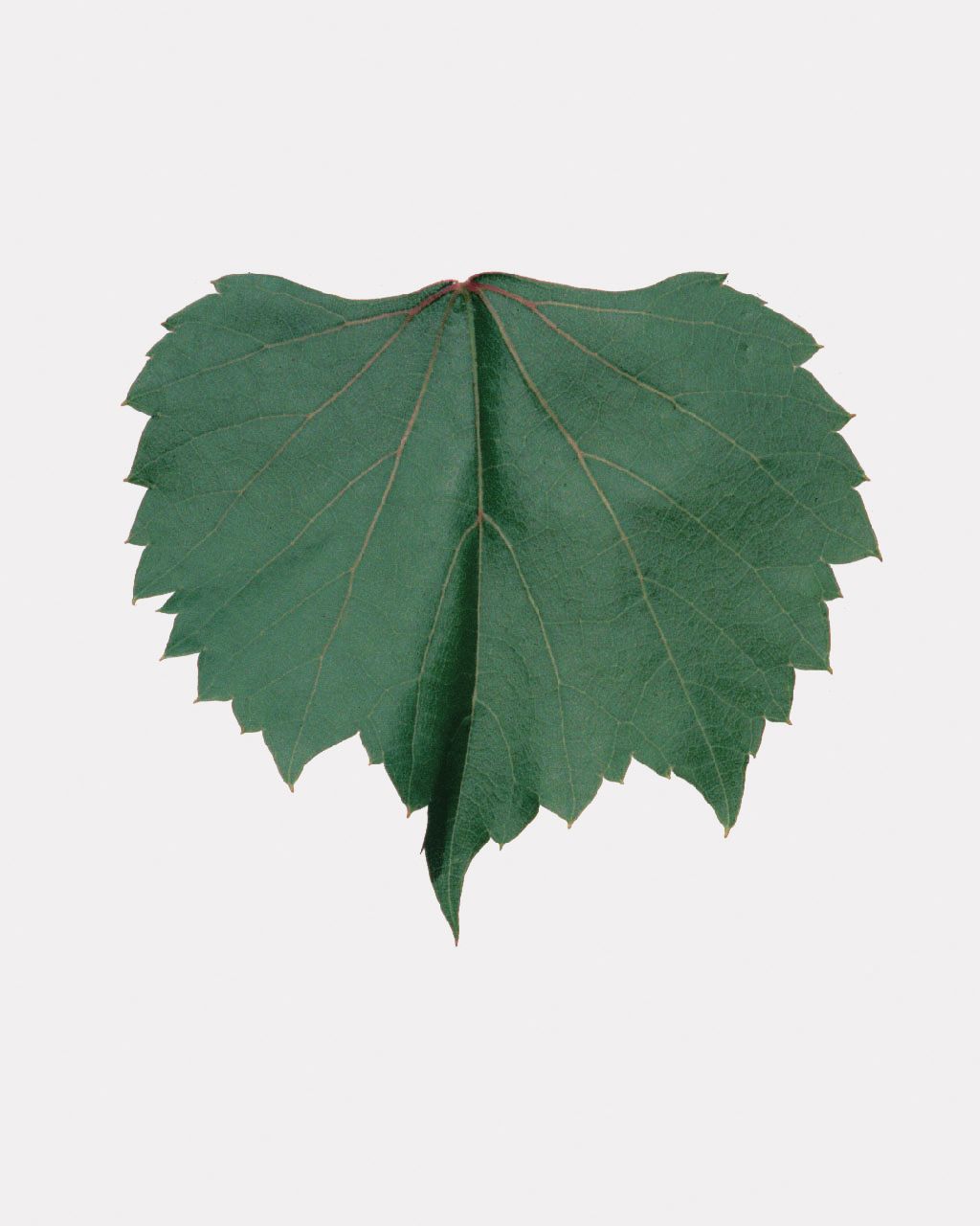 Rupestris Du Lot Deli Asma (Omca) Fidanı