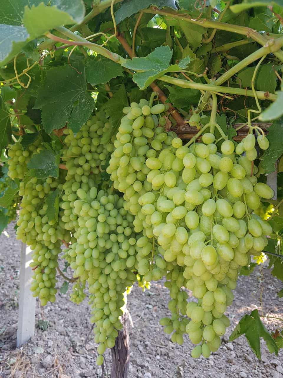 Tompson Bağ (Omca) Fidanı