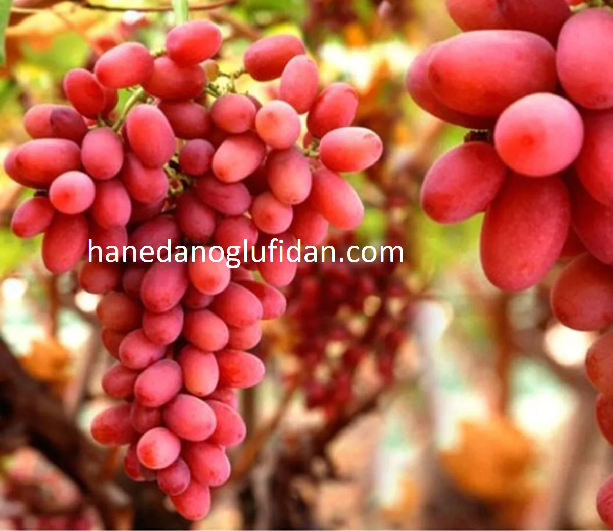 Crimson Seedles Bağ (Omca) Fidanı
